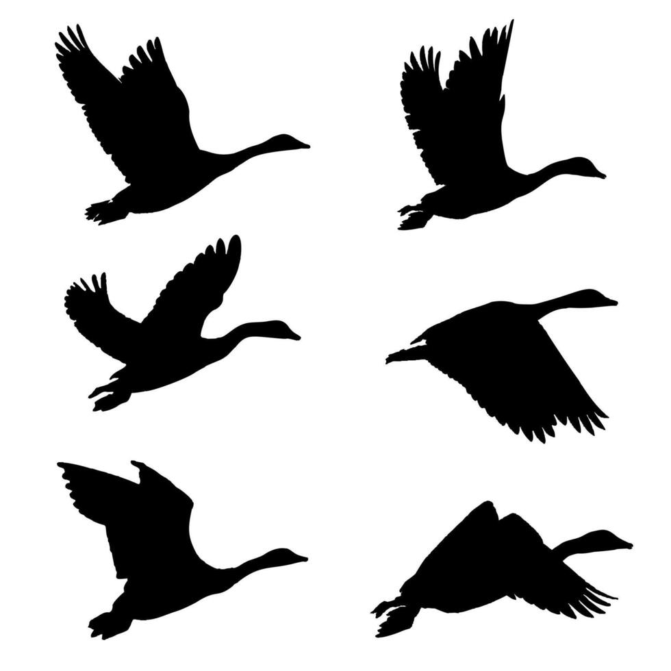 Silhouettes of duck birds. Silhouettes of flying ducks birds on a white background, emphasizes freedom and natural grace vector