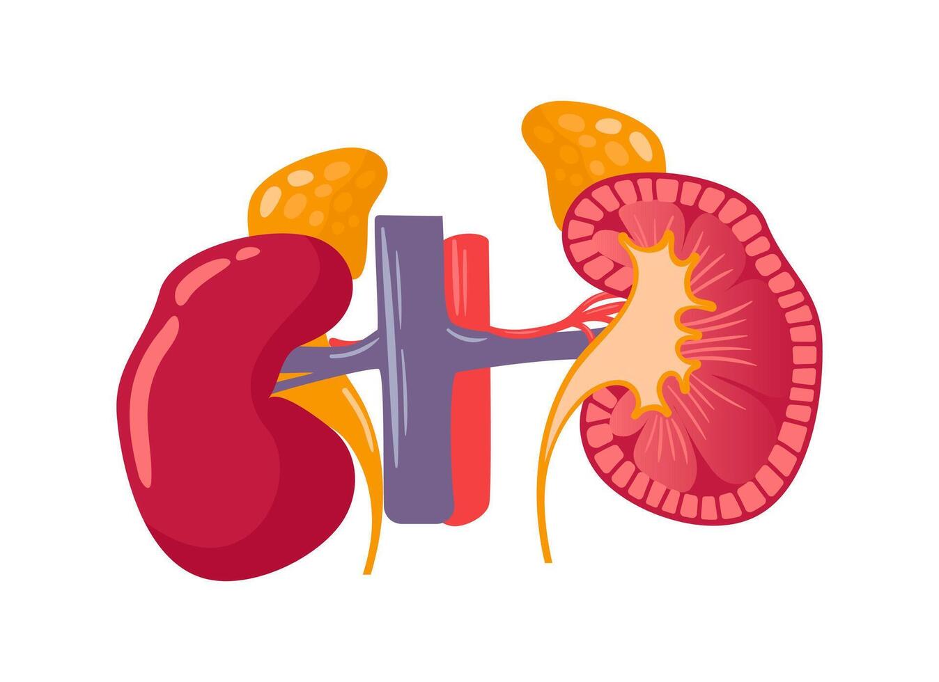 Human kidneys structure, adrenal glands, veins and arteries. Illustration in anatomically realistic style. Healthy organs of the urinary system. flat style. Health problems. Medical brochure vector