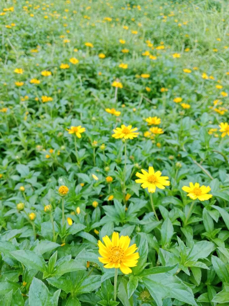 Beautiful Flower Background photo