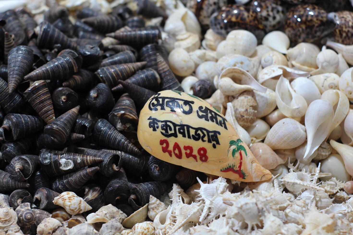 Amazing Collection Of Natural Seashells. Fresh raw sweet snail. Box full of escargots. Whelks background photo