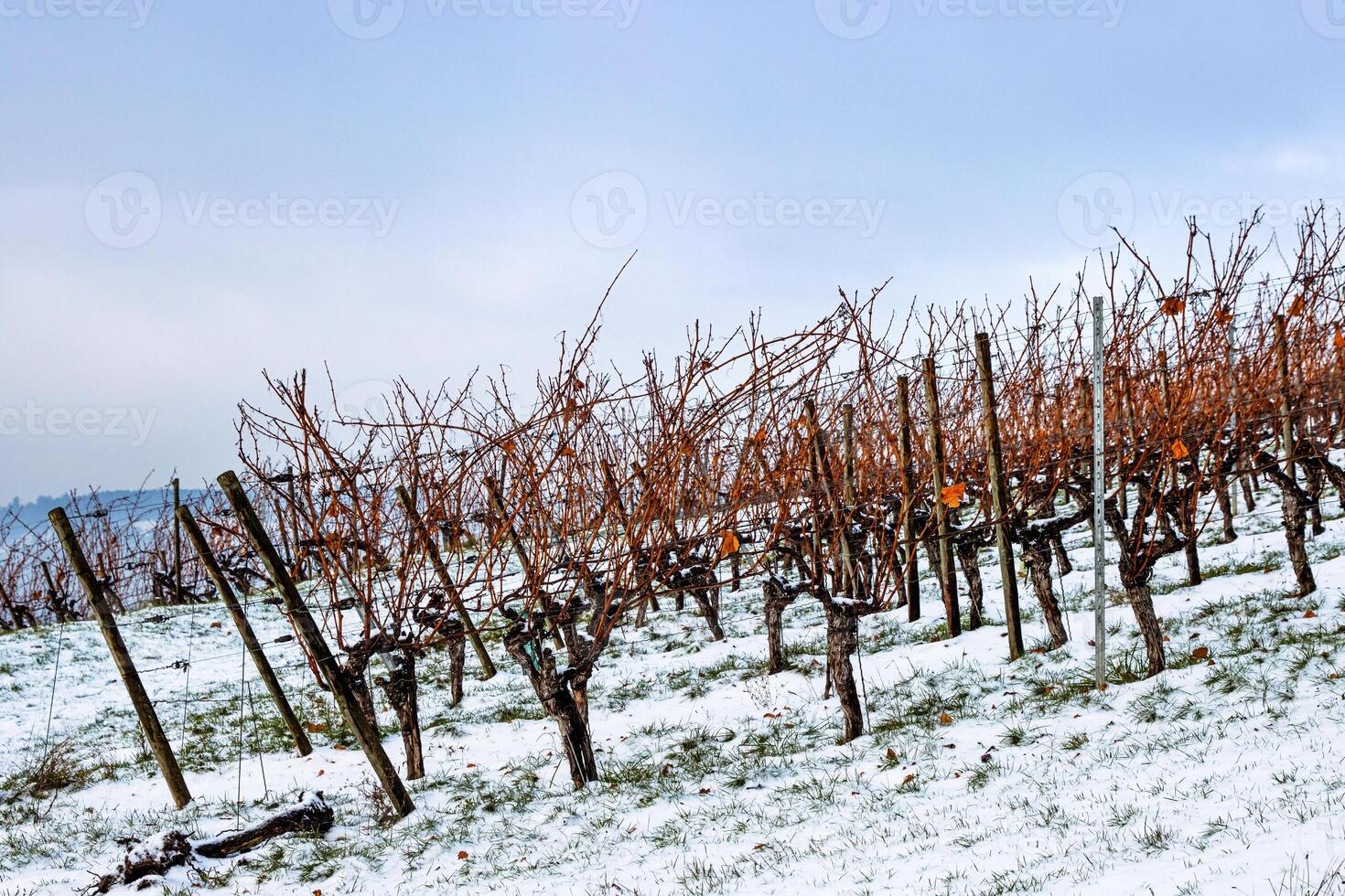 Winter vineyard with leafless grapevines lined up on a snowy frosty hill under a clear sky. Bare grapevines raws in snow. Copy space photo