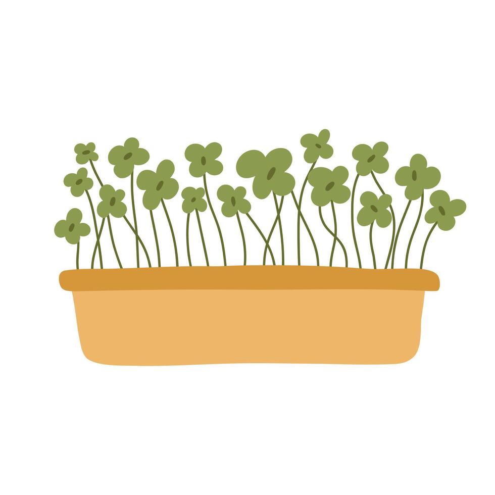 Hand drawn microgreens in pots. illustration in flat style isolated on white background. Micro green. Beets, lettuce, cabbage, sorrel, onion, radish, arugula, peas. Growing superfood at home. vector