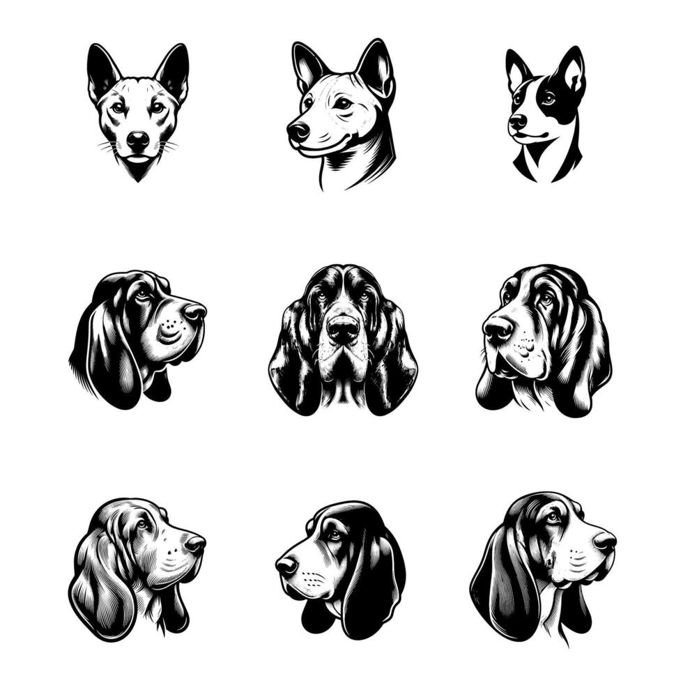 head of dog basenji and basset vector