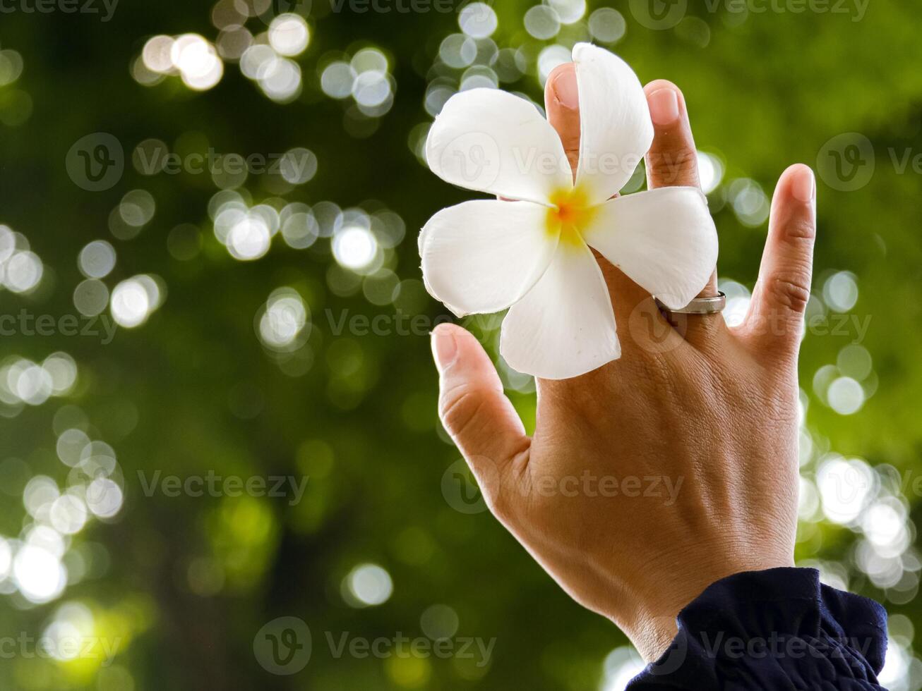 hand holding white frangipani flower on bokeh tree background photo