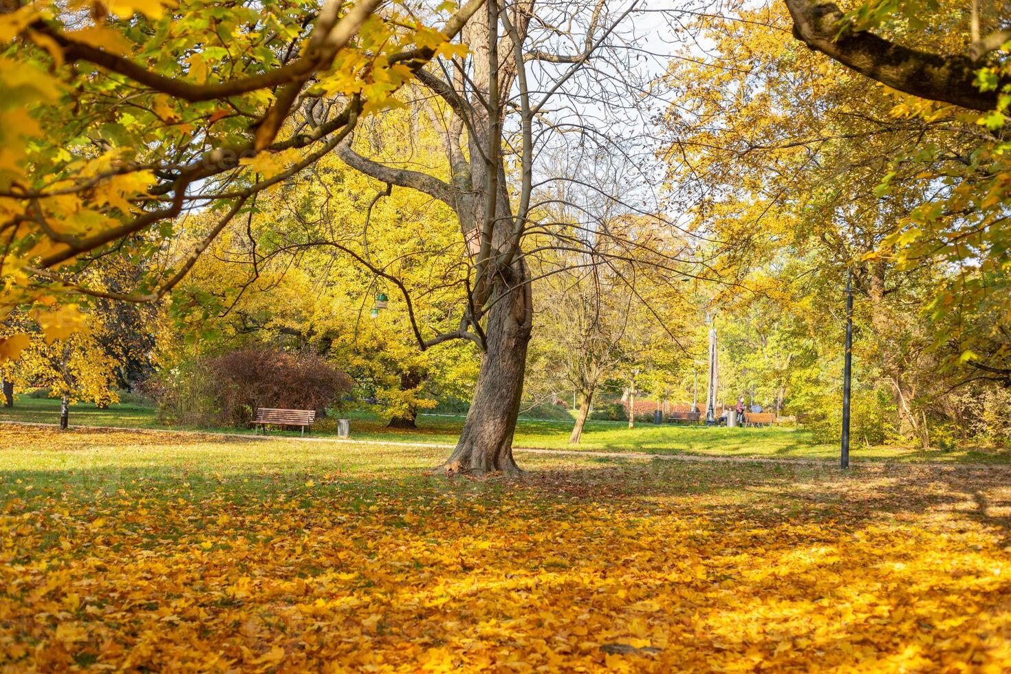 Autumn yellow fallen leaves on the ground in the park photo