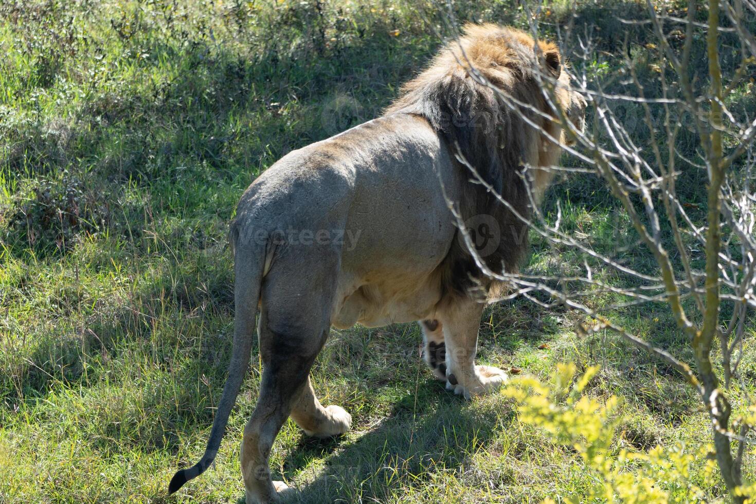 Lion, Wildlife, Africa - A male lion stands in a grassy field, facing away from the camera. photo