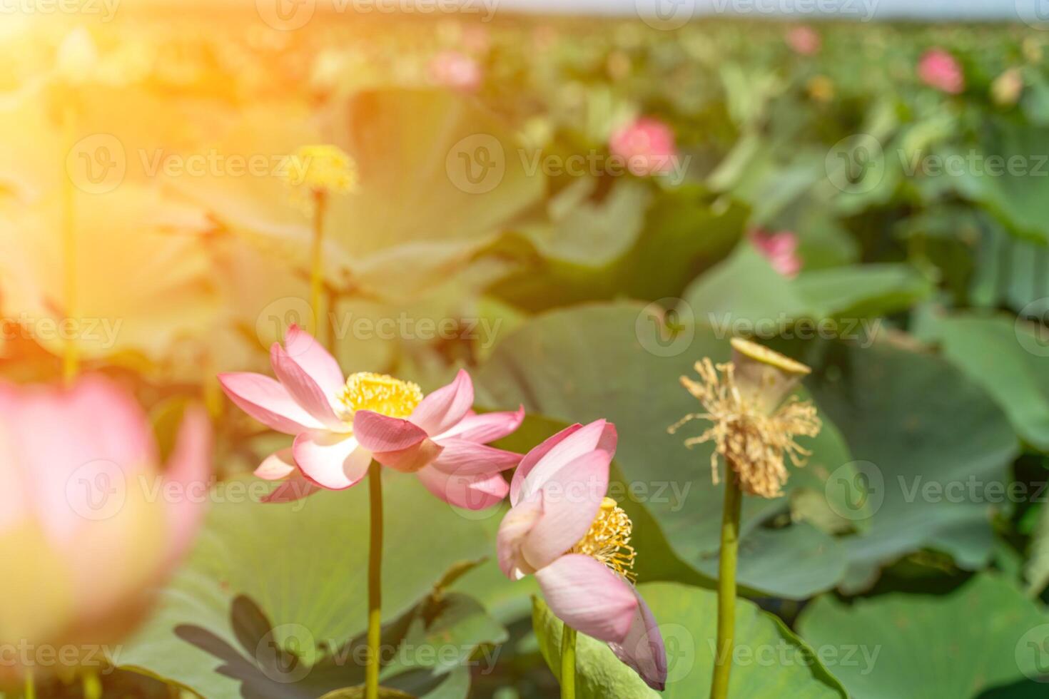 A pink lotus flower sways in the wind, Nelumbo nucifera. Against the background of their green leaves. Lotus field on the lake in natural environment. photo