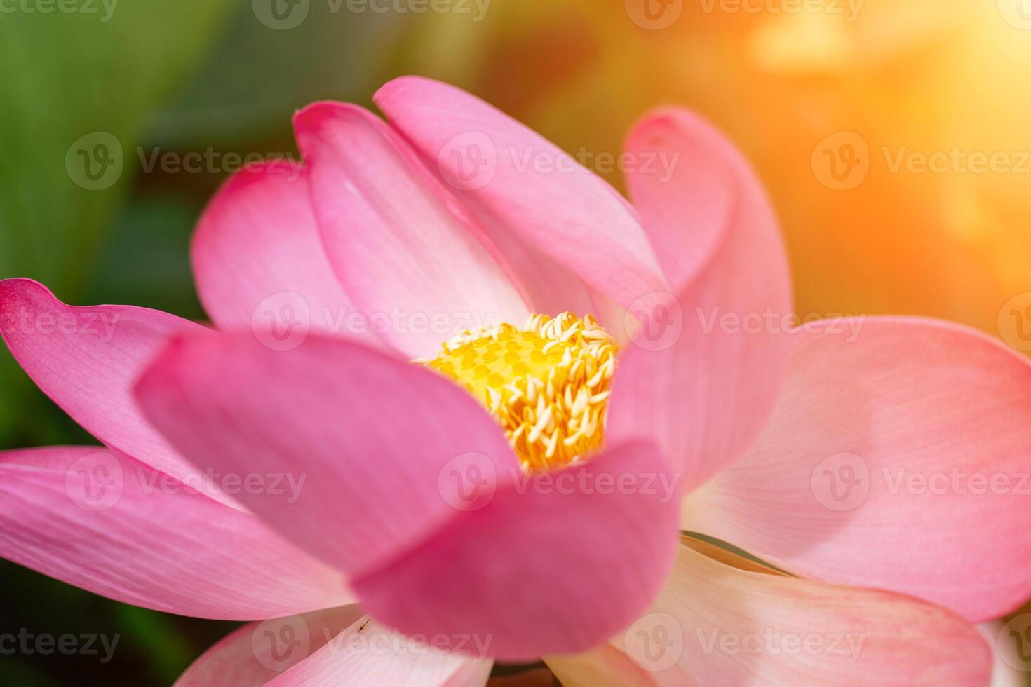 A pink lotus flower sways in the wind. Against the background of their green leaves. Lotus field on the lake in natural environment. photo