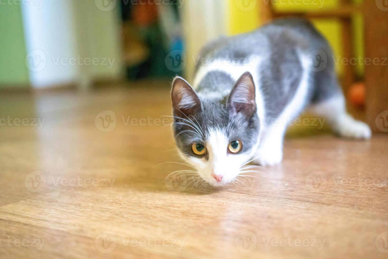 Cat, Walking, Floor - A close-up of a gray and white cat walking on a wooden floor. photo