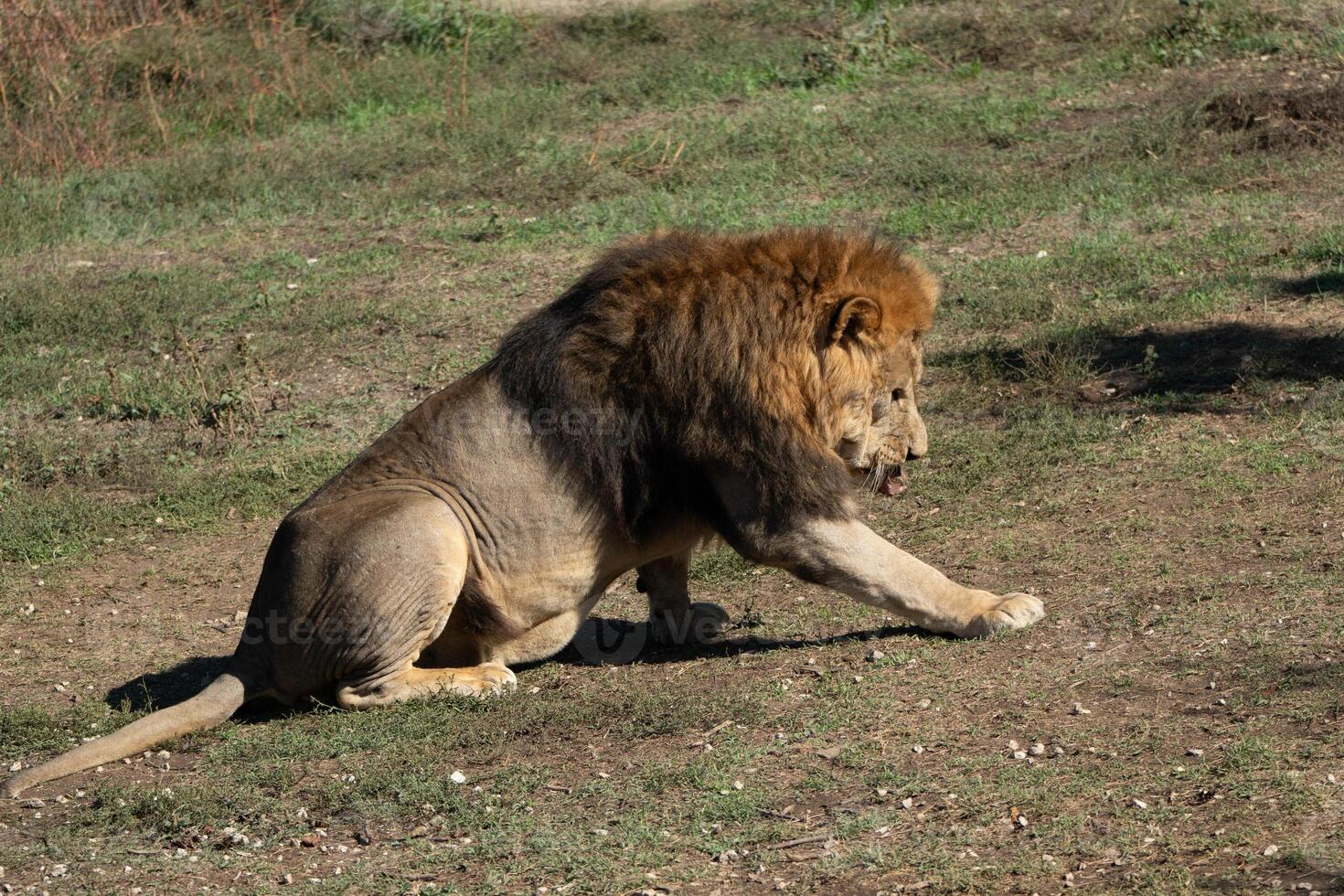 Lion Safari Grassland Resting - A majestic male lion sits and rests in the grass, demonstrating the power and grace of these magnificent creatures. photo