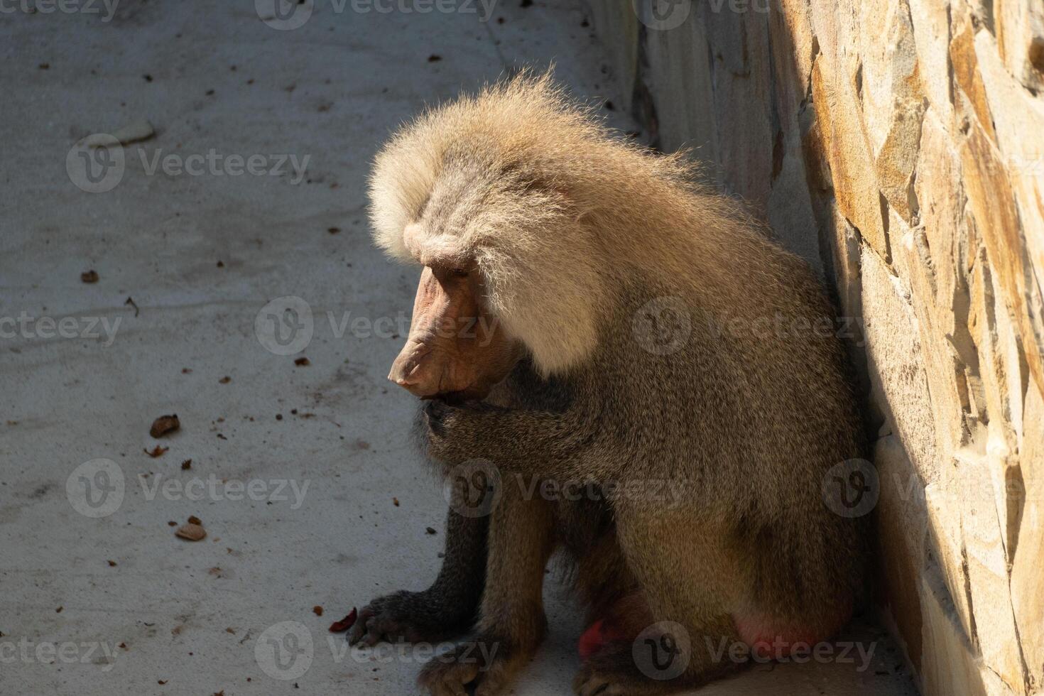 Baboon Zoo Enclosure Sitting Animal photo