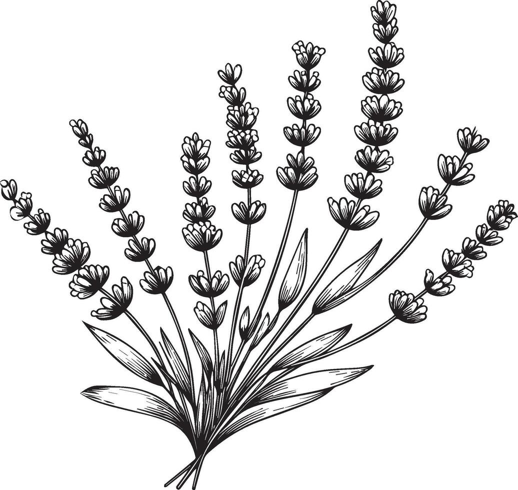 illustration of a beautiful Lavender flower bouquet. sketch illustration, isolated on white. Monochrome hand-drawn floral Lavender. sketch illustration with flowers vector