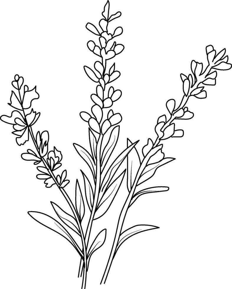 Lavender flower drawings, Lavender line drawing, pencil Lavender flower drawing, pencil Lavender flower drawing coloring pages, free printable flower coloring pages, Lavender flowers art vector