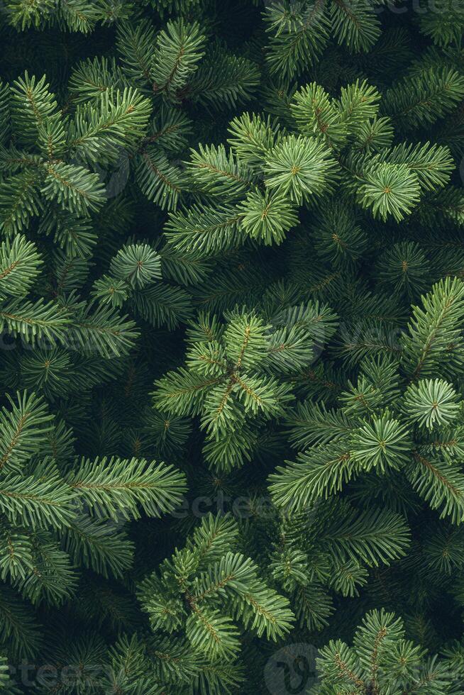 Lush green fir tree branches filling the frame in a forest setting photo