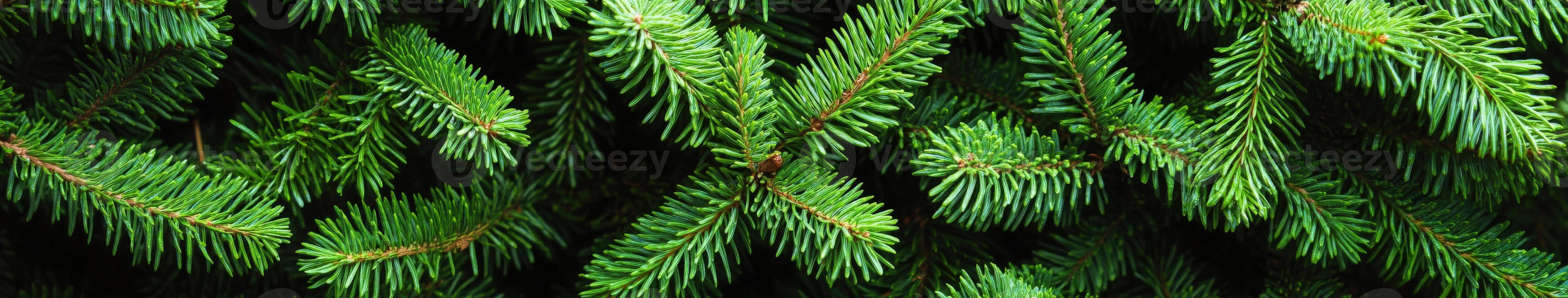 Lush green fir tree branches create a serene natural backdrop in spring photo