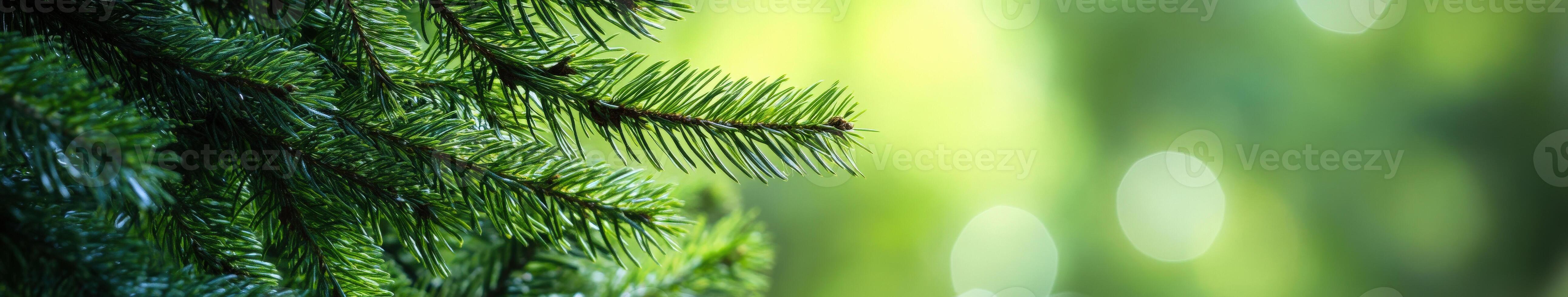Close-up of vibrant fir tree branches illuminated by soft sunlight photo