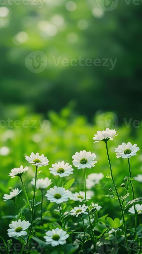 White daisies blooming in a lush green field during daylight hours photo