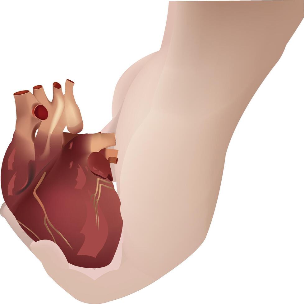 A hand holding a heart with a red vein vector