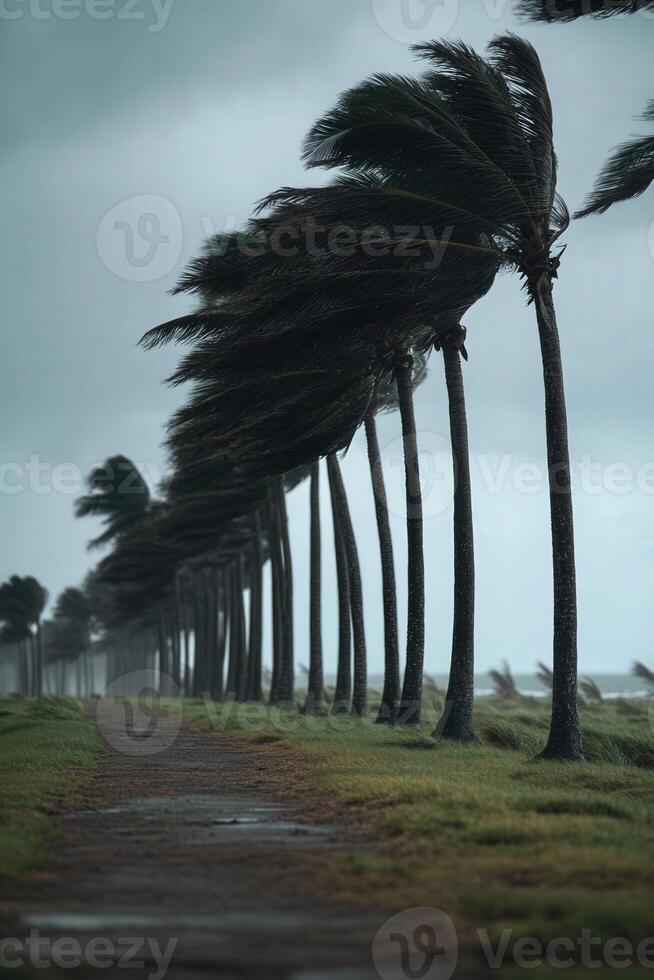 Ferocious winds whip through a coastal area, causing palm trees to bow photo