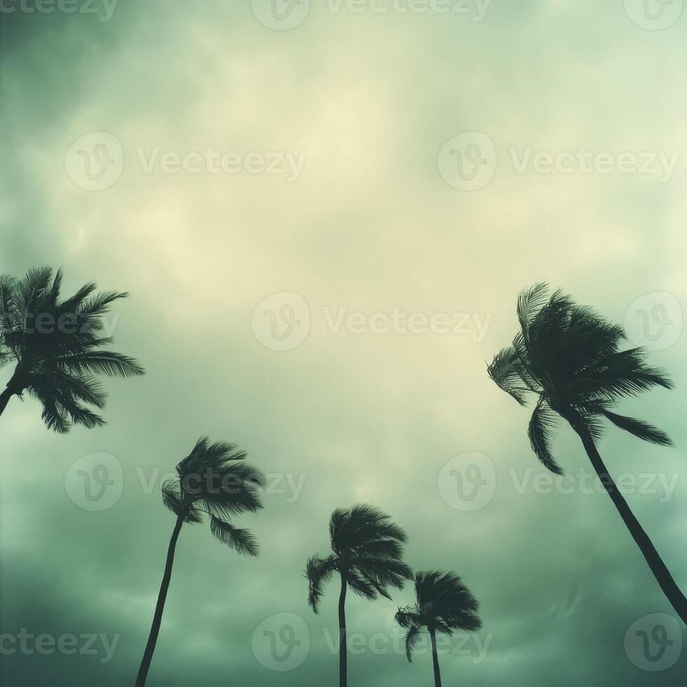 Powerful hurricane winds bend palm trees against a darkening sky photo