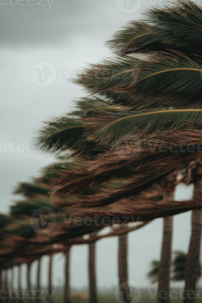 Trees bending in strong winds during a hurricane in coastal area photo