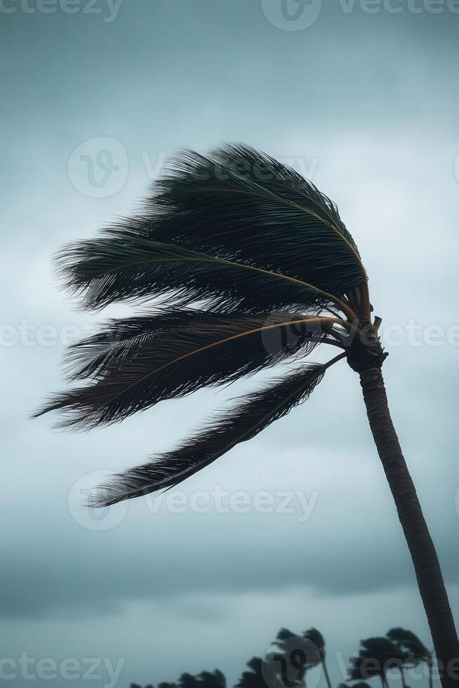 Strong winds from a hurricane bending trees near the coast at dusk photo