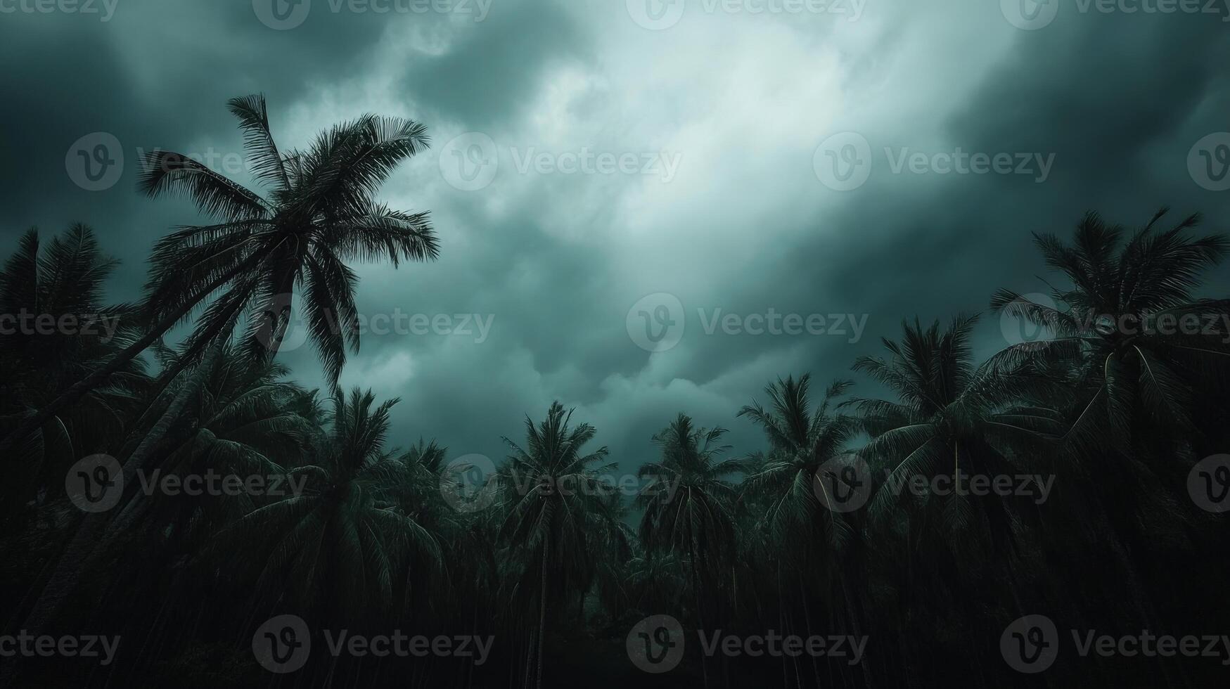 Dark skies loom over palm trees signaling an approaching hurricane photo
