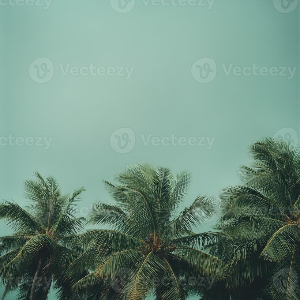 Hurricane winds sway palm trees against a turquoise sky in the tropics photo