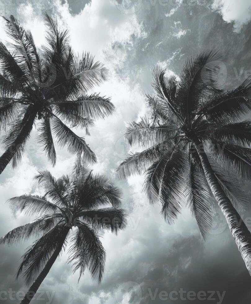 Hurricane winds swirl over palm trees under dark storm clouds photo