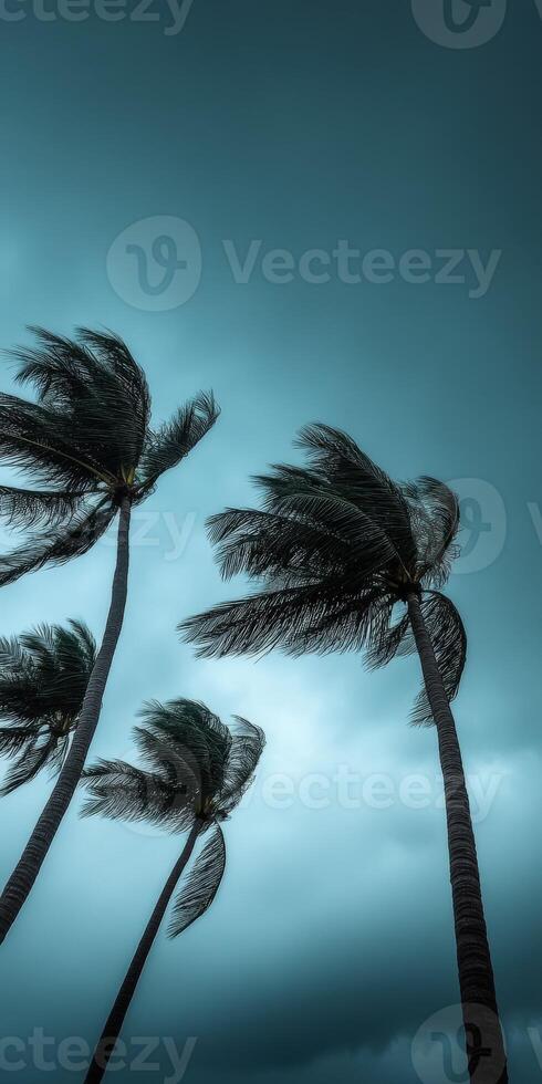 Palm trees swaying in strong winds during approaching hurricane weather photo