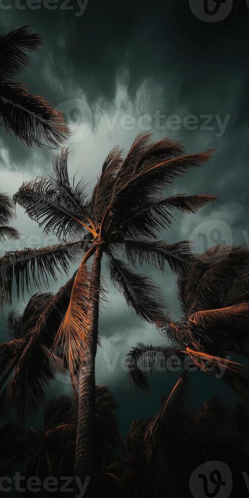 Hurricane winds sway palm trees under dark and ominous clouds photo
