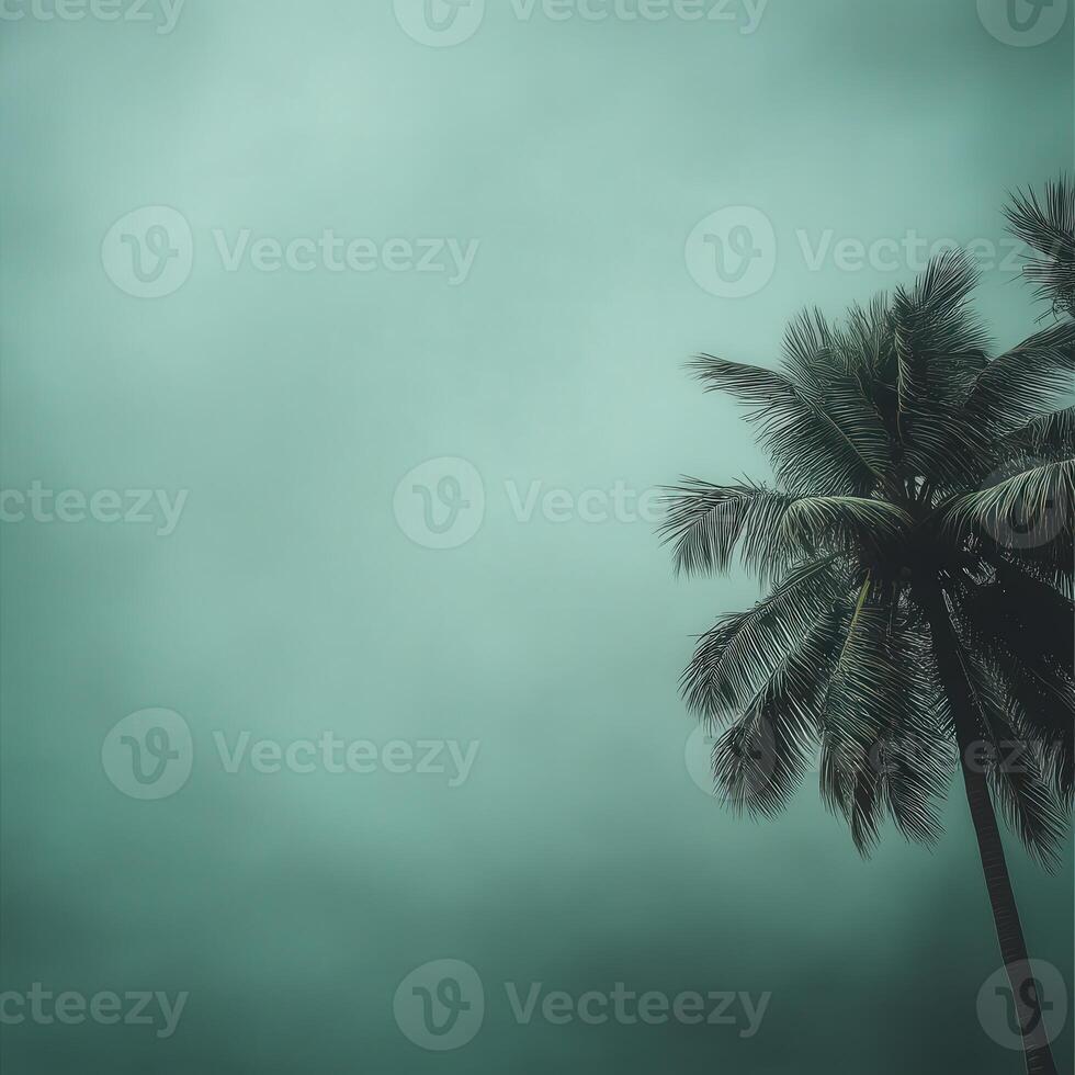 Palm tree swaying in strong winds during hurricane season in the tropics photo