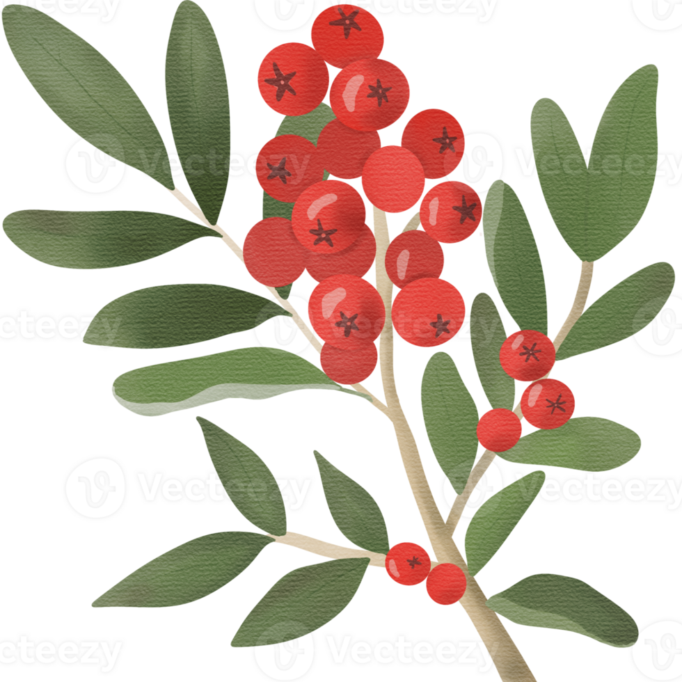Watercolor illustration of a branch with red berries and green leaves. png