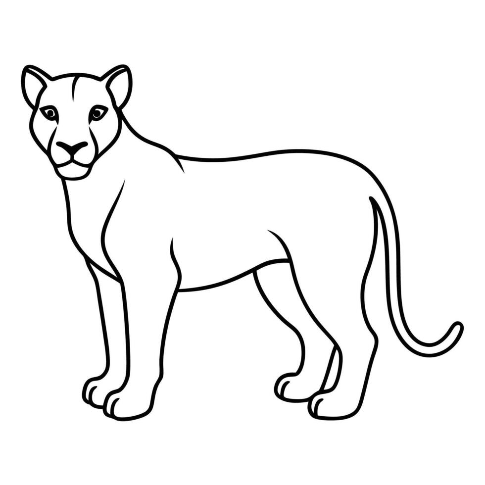 Lioness Sketches for Coloring vector