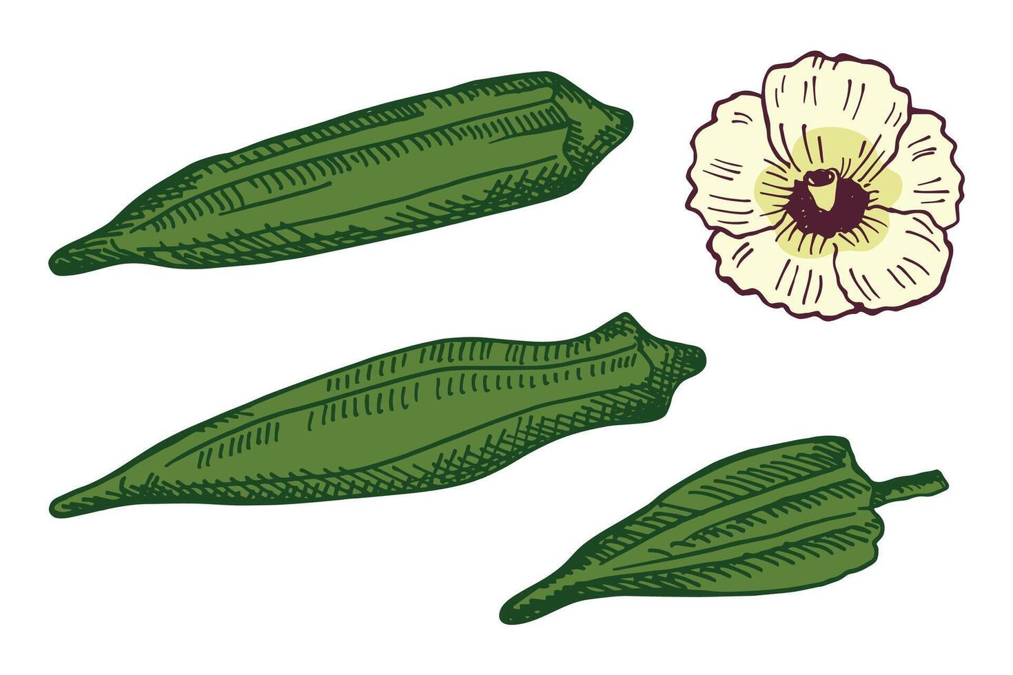 Engraved illustration of Okra root vegetable plant with fruits, flower. Hand drawn ink sketch with Gumbo vegetable, edible Abelmoschus. Food, Indian Pakistani cuisine. Design element for logo vector