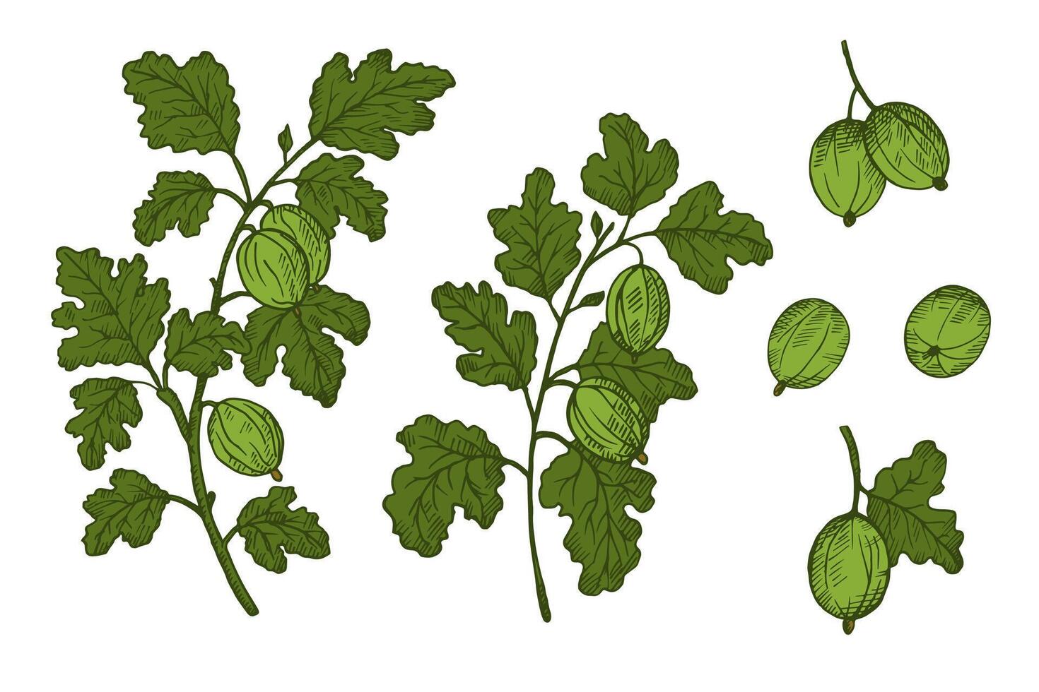 Set with Gooseberry drawing on isolated background. Hand drawn engraved berries harvest, branches and fruits of sweet gooseberries for label, logo, paper, design, sign, card. Food illustration vector