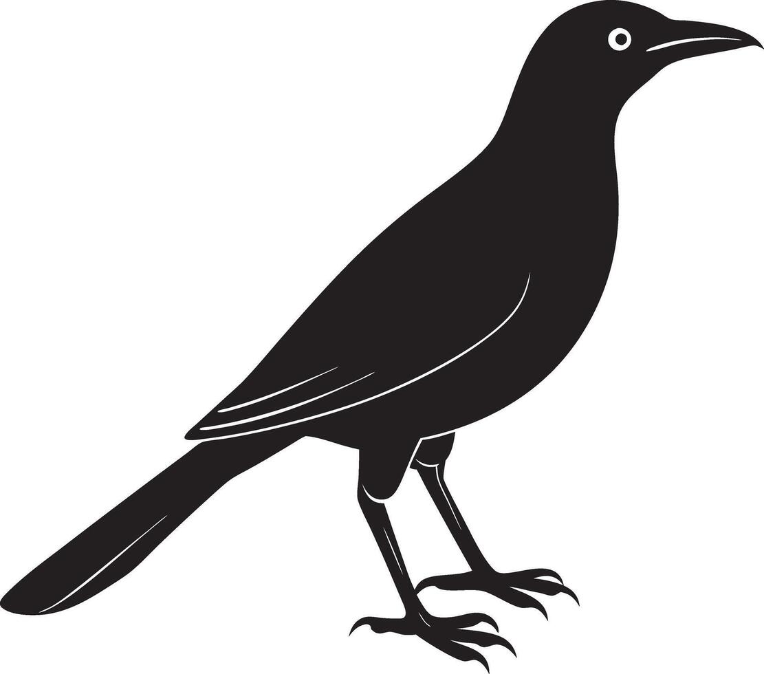 a black bird standing on a white background vector