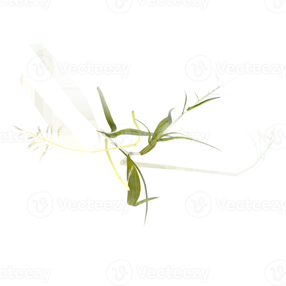 Isolated Wild field grass on transparent canvas from the top view png