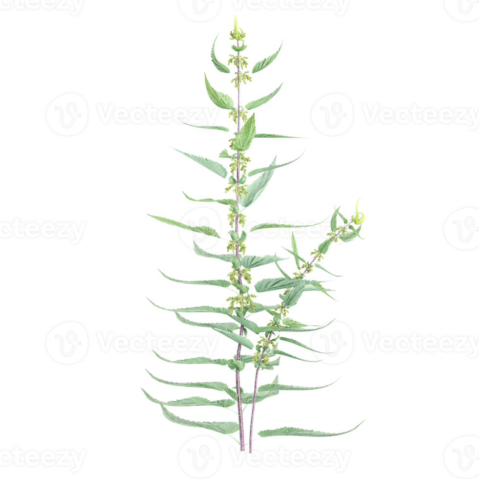 3d rendering of Common Nettle isolated on transparent Canvas png