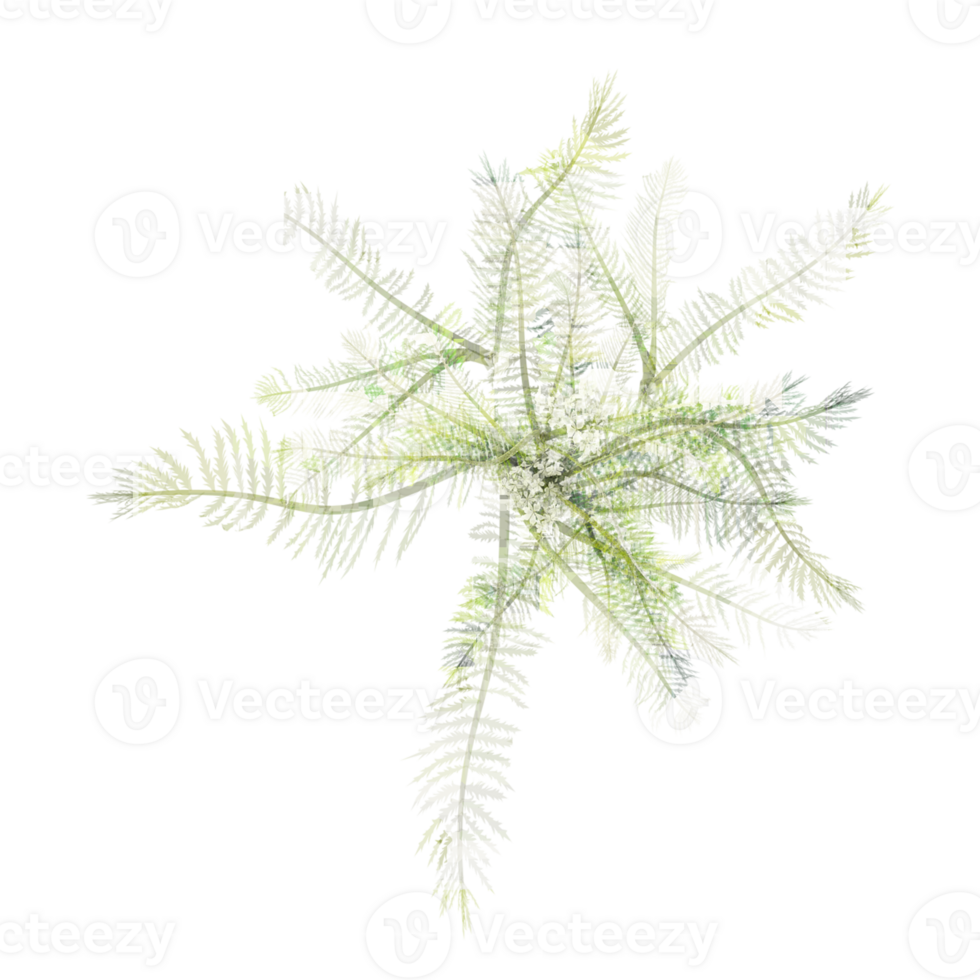 Collection of Phalaris arundinacea isolated on transparent Canvas from the top view png