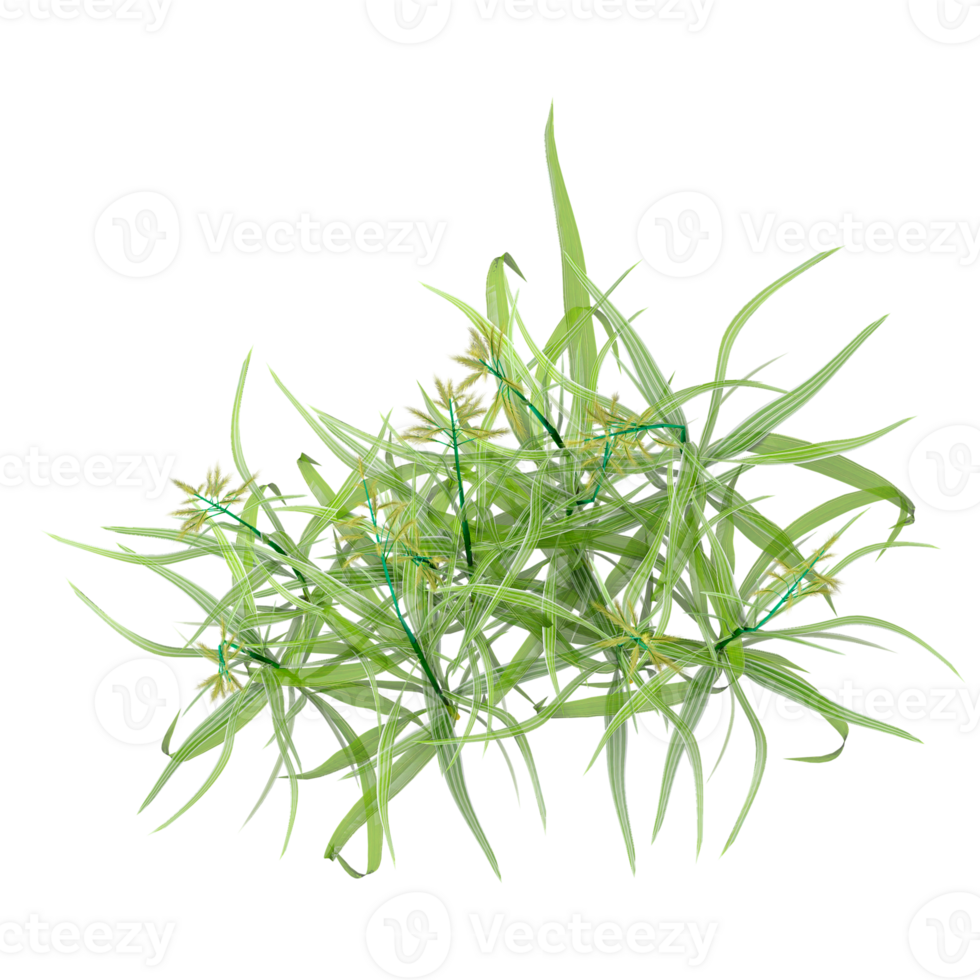 3d illustration of Phalaris arundinacea isolated on transparent canvas from top view png