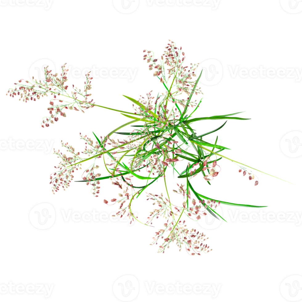 3d illustration of Natal grass isolated on transparent canvas from top view png
