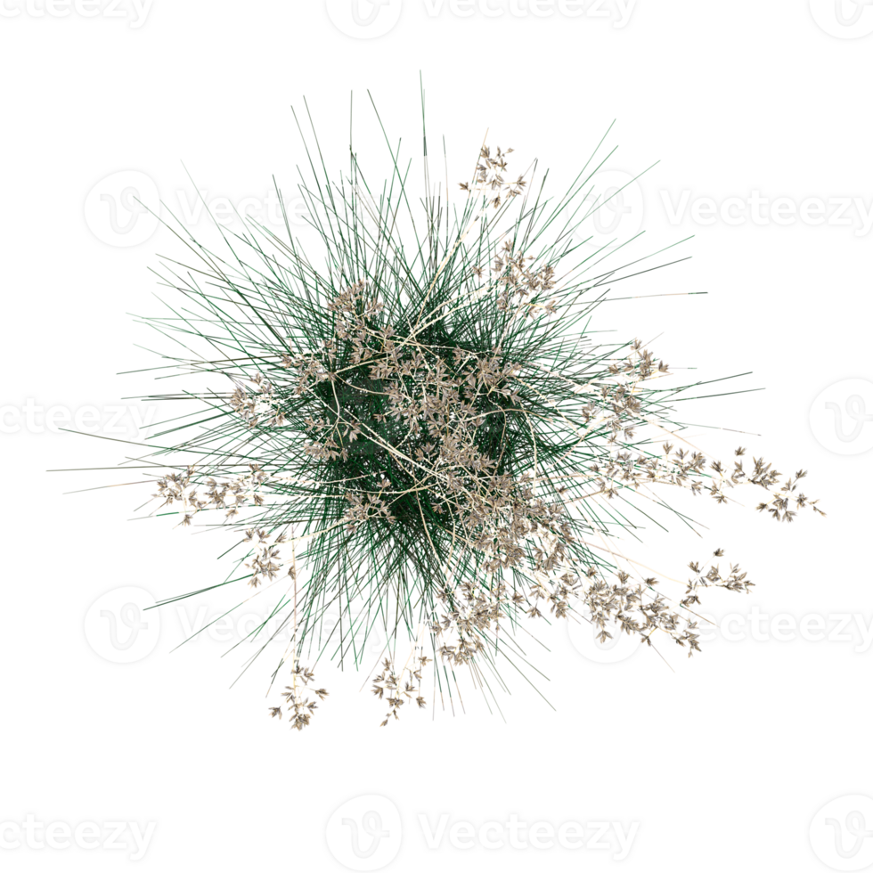collection of grass isolated on transparent Canvas from the top view png