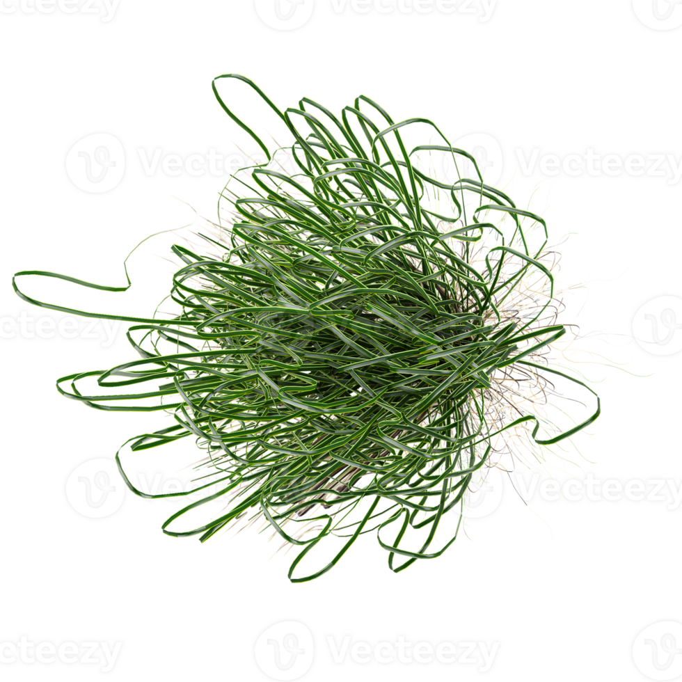 3d illustration of grass isolated on transparent canvas from top view png