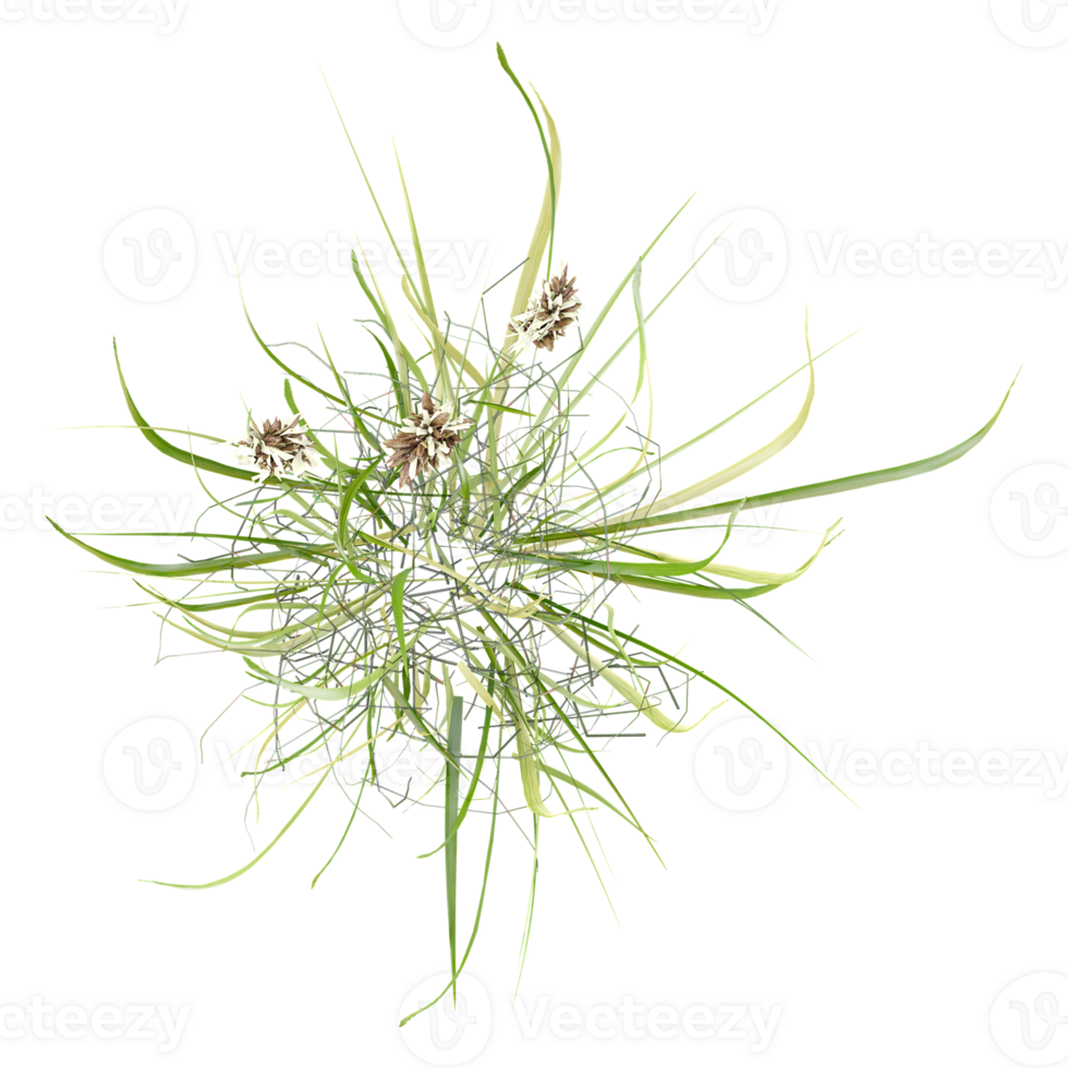 Isolated grass on transparent canvas from the top view png