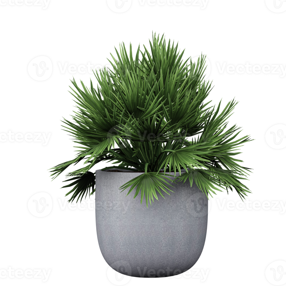 3d Rendering Of decoraction houseplant in pot on Transparent Canvas png