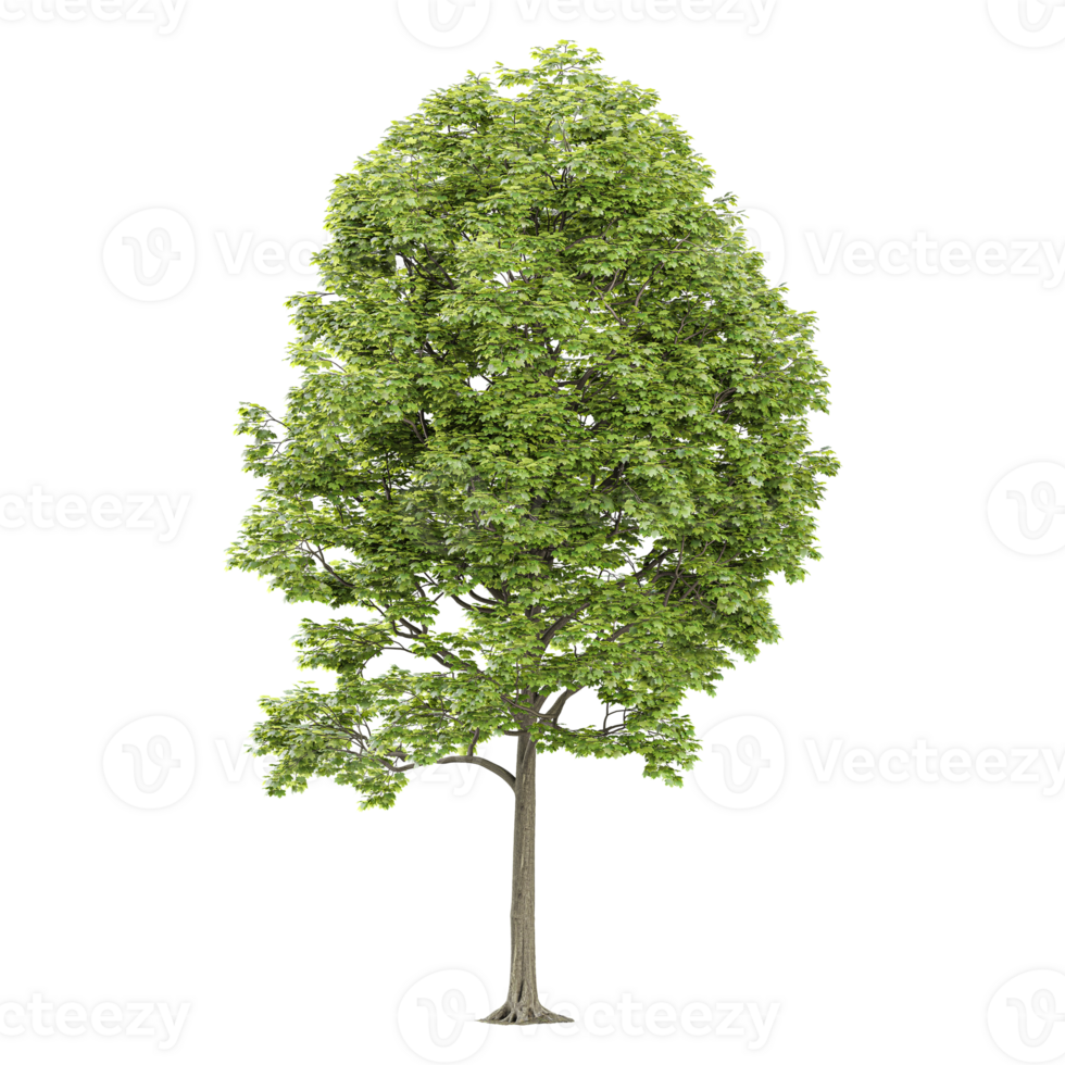 3d illustration of Tilia platyphyllos plants isolated on transparent canvas png