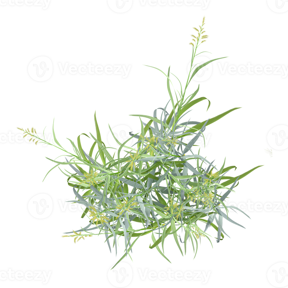 Isolated Phalaris arundinacea plant on transparent canvas png