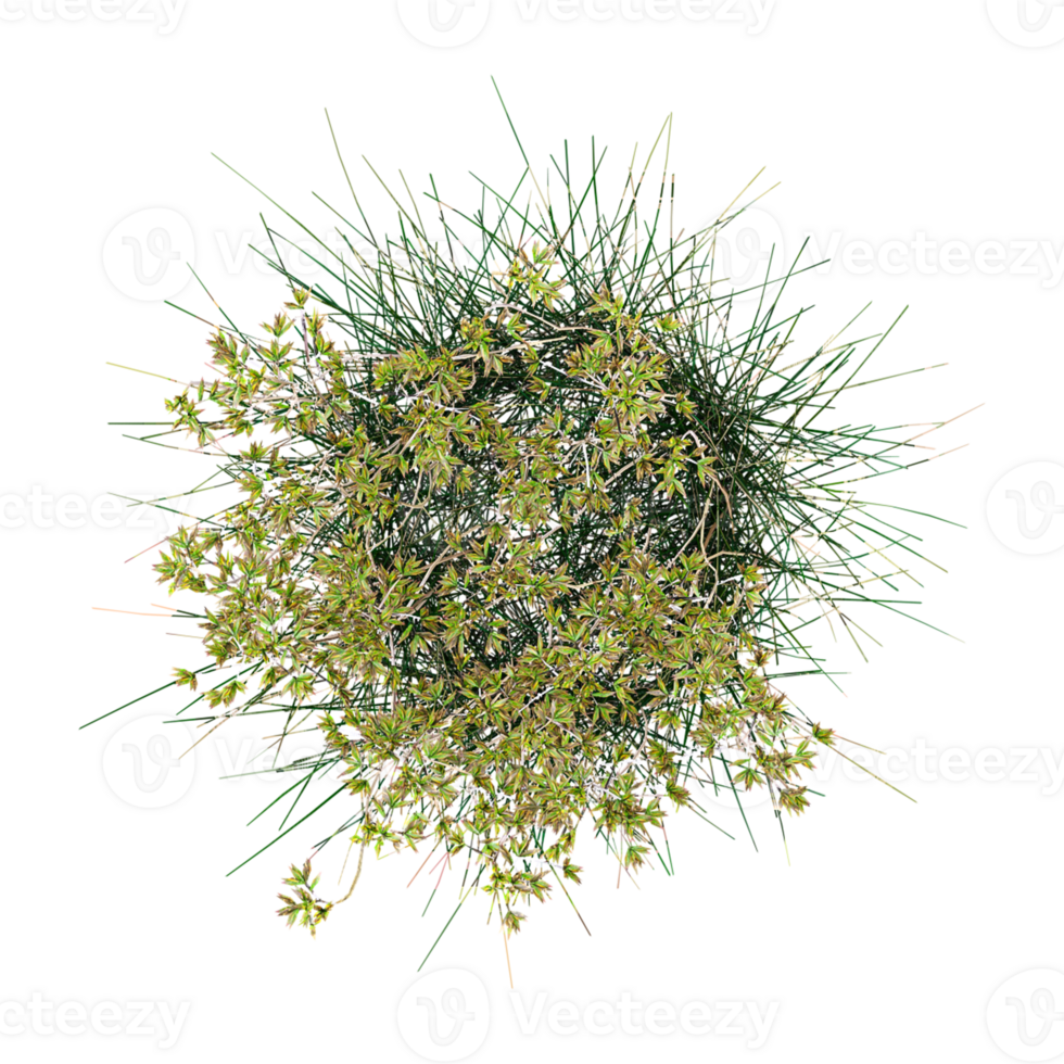 Collection of Festuca idahoensis isolated on transparent Canvas from the top view png