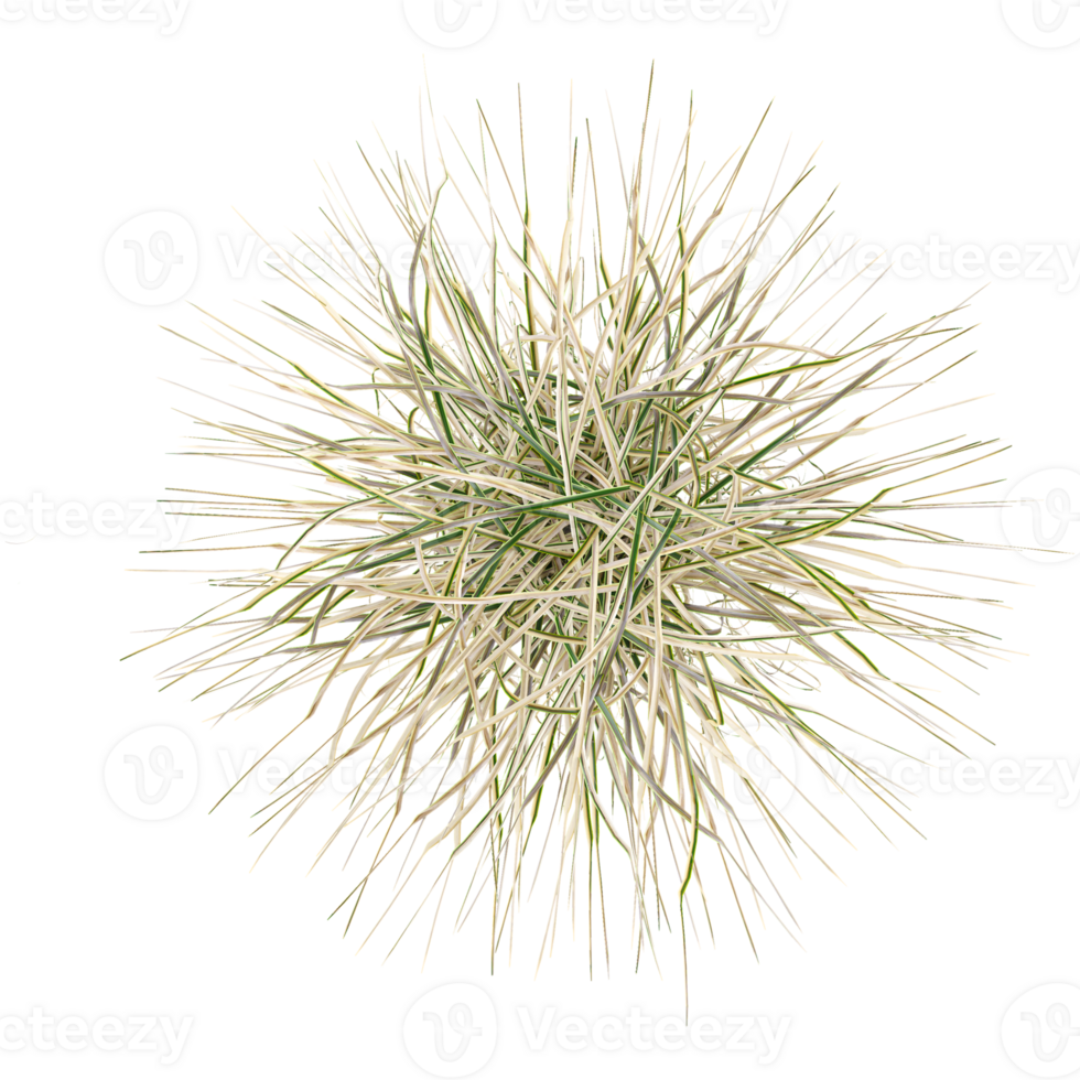 collection of grass with realistic style from top view png